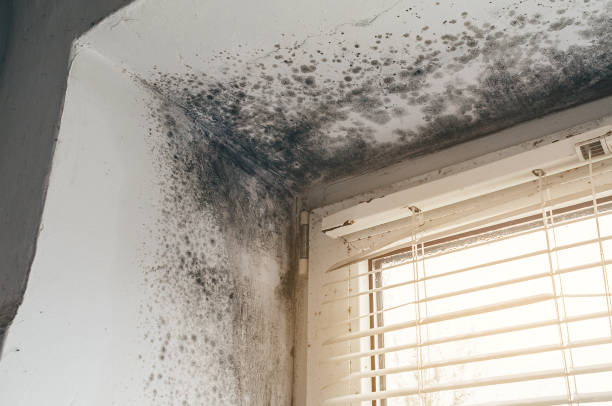 Affordable Mold Removal solutions in Pflugerville, TX